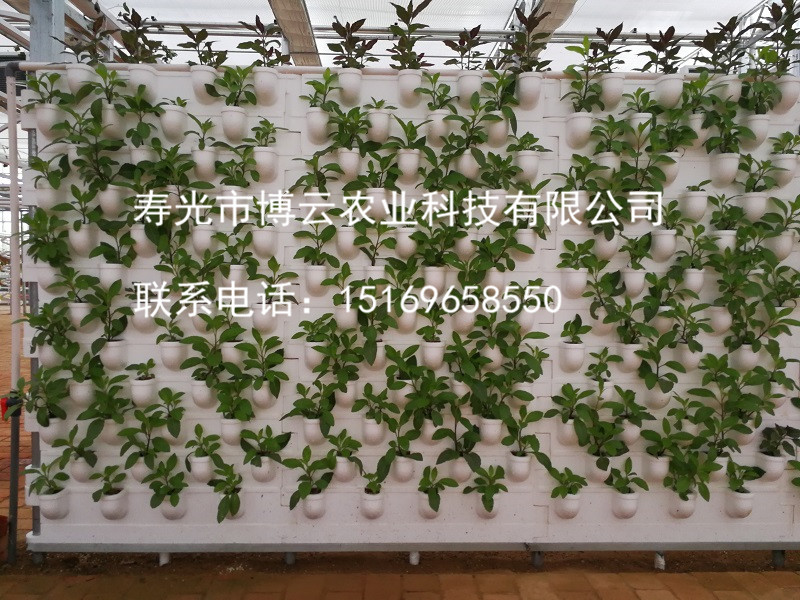 无土栽培之墙體(tǐ)基质培      .jpg