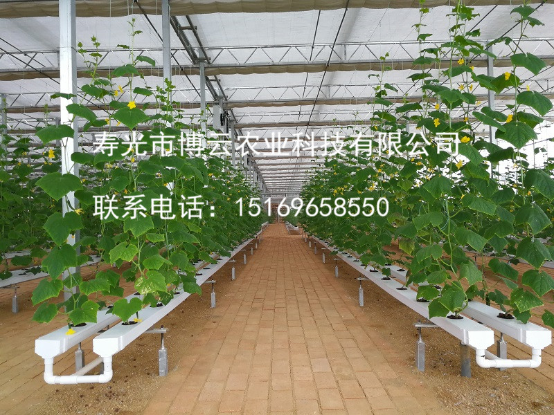 无土栽培之复合模式栽培黄瓜.jpg