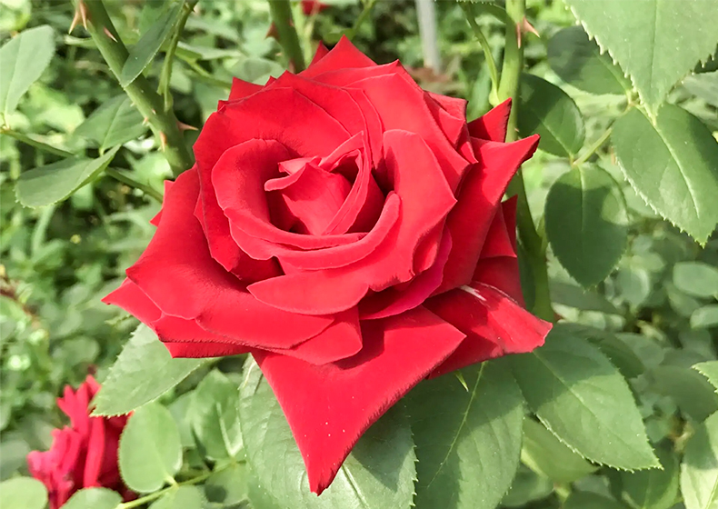 博云水肥一體(tǐ)化.jpg