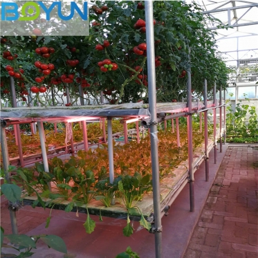 博云农业设计施工河北无土栽培工程之感应式苗床栽培科(kē)技农业