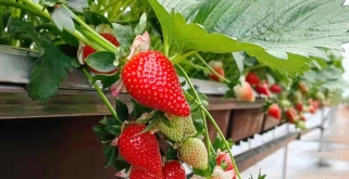 草(cǎo)莓种植水肥管理(lǐ)方案